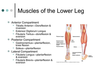 Muscles of the Lower Leg


Anterior Compartment






Posterior Compartment





Tibialis Anterior—Dorsiflexion &
inversion
Extensor Digitorum Longus
Fibularis Tertius—dorsiflexion &
eversion
Gastrocnemius—plantarflexion,
knee flexion
Soleus—plantarflexion

Lateral Compartment



Fibularis Longus—plantarflexion
& eversion
Fibularis Brevis—plantarflexion &
eversion

 