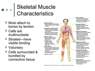Skeletal Muscle
Characteristics






Most attach to
bones by tendon
Cells are
multinucleate
Striated—have
visible binding
Voluntary
Cells surrounded &
bundled by
connective tissue

 