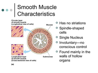 Smooth Muscle
Characteristics








Has no striations
Spindle-shaped
cells
Single Nucleus
Involuntary—no
conscious control
Found mainly in the
walls of hollow
organs

 