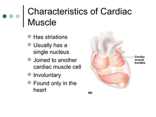 Characteristics of Cardiac
Muscle








Has striations
Usually has a
single nucleus
Joined to another
cardiac muscle cell
Involuntary
Found only in the
heart

 