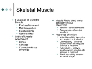 Skeletal Muscle


Functions of Skeletal
Muscle







Produce Movement
Maintain posture
Stabilize joints
Generate Heat

Sites of Muscle
Attachment




Bones
Cartilage
Connective tissue
coverings



Muscle Fibers blend into a
connective tissue
attachment





Tendon—cordlike structure
Aponeurosis—sheet-like
structure

Properties of Muscle







Irritability – ability to receive
and respond to a stimulus
Contractibility – ability to
shorten when an adequate
stimulus is received
Extensibility – ability to
lengthen when an adequate
stimulus is received
Elasticity – ability to return
to normal shape

 