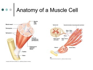 Anatomy of a Muscle Cell

 