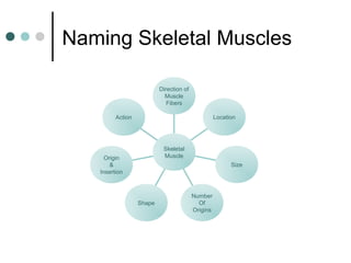Naming Skeletal Muscles
Direction of
Muscle
Fibers
Location

Action

Skeletal
Muscle

Origin
&
Insertion

Size

Shape

Number
Of
Origins

 