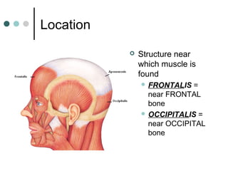Location


Structure near
which muscle is
found
 FRONTALIS

=
near FRONTAL
bone
 OCCIPITALIS =
near OCCIPITAL
bone

 