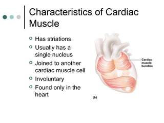 Characteristics of Cardiac
Muscle








Has striations
Usually has a
single nucleus
Joined to another
cardiac muscl...