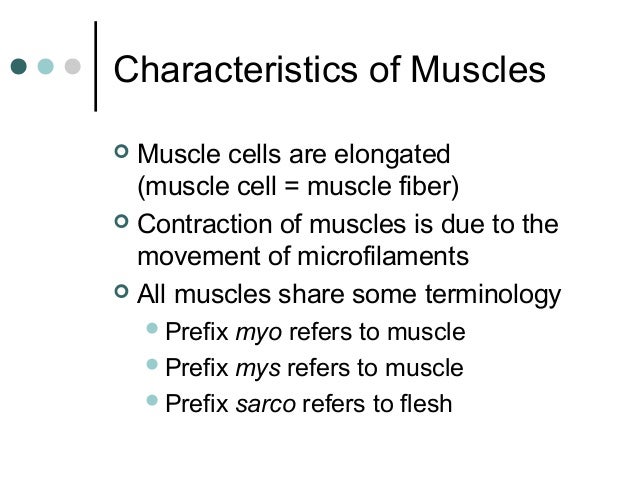 Muscular system