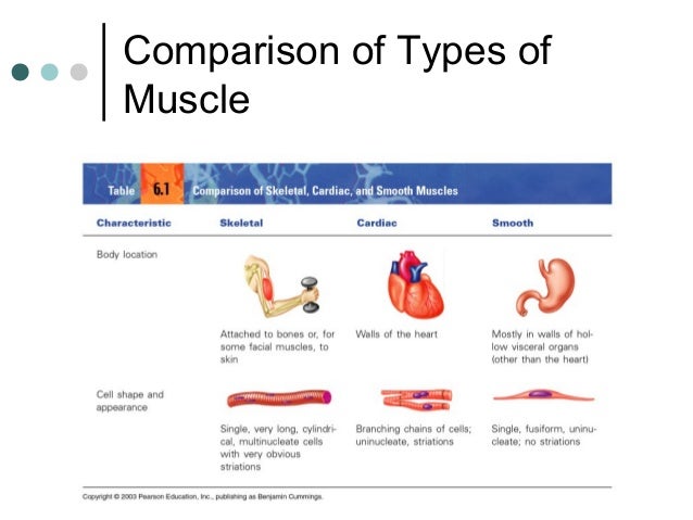 Muscular system