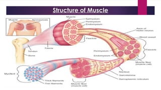 Muscle In Science Muscular System Human body muscle ppt for science | PPTX