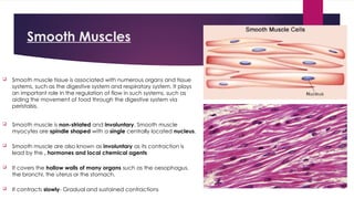 Muscular System Human body muscle ppt for science | PPTX