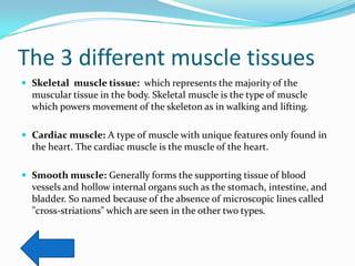 The 3 different muscle tissues
 Skeletal muscle tissue: which represents the majority of the
  muscular tissue in the body. Skeletal muscle is the type of muscle
  which powers movement of the skeleton as in walking and lifting.

 Cardiac muscle: A type of muscle with unique features only found in
  the heart. The cardiac muscle is the muscle of the heart.

 Smooth muscle: Generally forms the supporting tissue of blood
  vessels and hollow internal organs such as the stomach, intestine, and
  bladder. So named because of the absence of microscopic lines called
  "cross-striations" which are seen in the other two types.
 