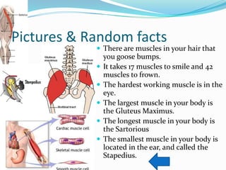 Pictures & Random facts
             There are muscles in your hair that
                you goose bumps.
               It takes 17 muscles to smile and 42
                muscles to frown.
               The hardest working muscle is in the
                eye.
               The largest muscle in your body is
                the Gluteus Maximus.
               The longest muscle in your body is
                the Sartorious
               The smallest muscle in your body is
                located in the ear, and called the
                Stapedius.
 