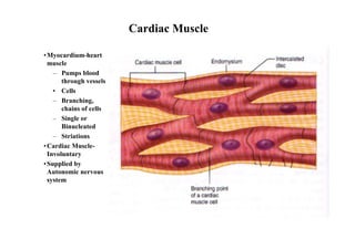 Heart Involuntary Muscular system | PDF