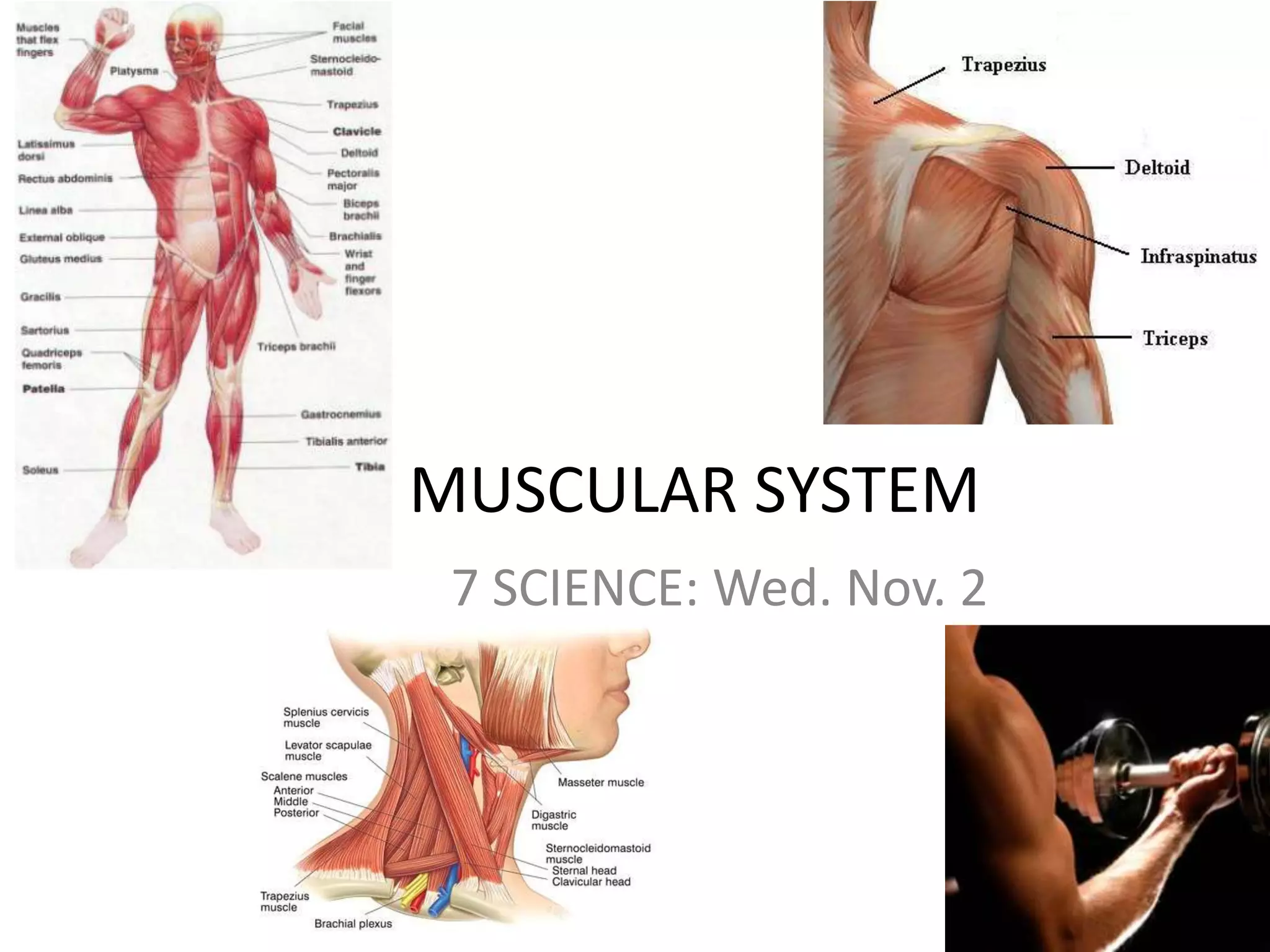 MUSCULAR SYSTEM
7 SCIENCE: Wed. Nov. 2