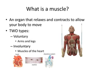 What is a muscle?
• An organ that relaxes and contracts to allow
your body to move
• TWO types:
– Voluntary
• Arms and legs
– Involuntary
• Muscles of the heart