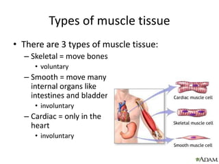 Types of muscle tissue
• There are 3 types of muscle tissue:
– Skeletal = move bones
• voluntary
– Smooth = move many
internal organs like
intestines and bladder
• involuntary
– Cardiac = only in the
heart
• involuntary