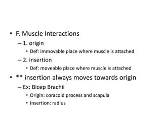 • F. Muscle Interactions
– 1. origin
• Def: immovable place where muscle is attached
– 2. insertion
• Def: moveable place where muscle is attached
• ** insertion always moves towards origin
– Ex: Bicep Brachii
• Origin: coracoid process and scapula
• Insertion: radius
 