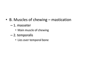 • B. Muscles of chewing – mastication
– 1. masseter
• Main muscle of chewing
– 2. temporalis
• Lies over temporal bone
 