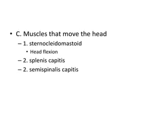 • C. Muscles that move the head
– 1. sternocleidomastoid
• Head flexion
– 2. splenis capitis
– 2. semispinalis capitis
 