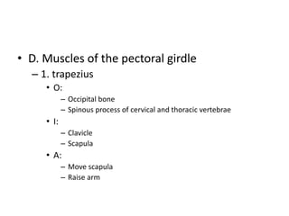 • D. Muscles of the pectoral girdle
– 1. trapezius
• O:
– Occipital bone
– Spinous process of cervical and thoracic vertebrae
• I:
– Clavicle
– Scapula
• A:
– Move scapula
– Raise arm
 