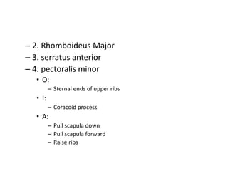 – 2. Rhomboideus Major
– 3. serratus anterior
– 4. pectoralis minor
• O:
– Sternal ends of upper ribs
• I:
– Coracoid process
• A:
– Pull scapula down
– Pull scapula forward
– Raise ribs
 