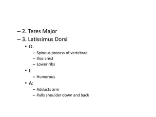 – 2. Teres Major
– 3. Latissimus Dorsi
• O:
– Spinous process of vertebrae
– Iliac crest
– Lower ribs
• I:
– Humerous
• A:
– Adducts arm
– Pulls shoulder down and back
 