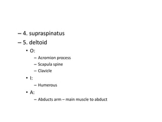 – 4. supraspinatus
– 5. deltoid
• O:
– Acromion process
– Scapula spine
– Clavicle
• I:
– Humerous
• A:
– Abducts arm – main muscle to abduct
 