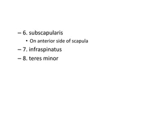 – 6. subscapularis
• On anterior side of scapula
– 7. infraspinatus
– 8. teres minor
 