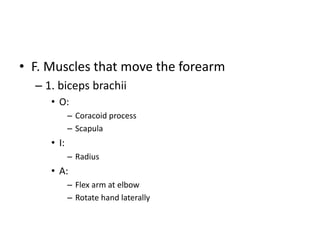 • F. Muscles that move the forearm
– 1. biceps brachii
• O:
– Coracoid process
– Scapula
• I:
– Radius
• A:
– Flex arm at elbow
– Rotate hand laterally
 