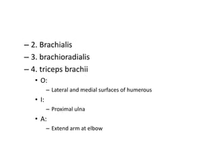 – 2. Brachialis
– 3. brachioradialis
– 4. triceps brachii
• O:
– Lateral and medial surfaces of humerous
• I:
– Proximal ulna
• A:
– Extend arm at elbow
 