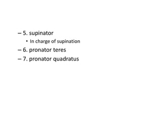– 5. supinator
• In charge of supination
– 6. pronator teres
– 7. pronator quadratus
 