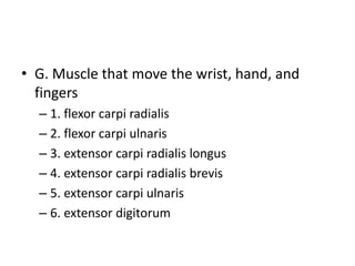 • G. Muscle that move the wrist, hand, and
fingers
– 1. flexor carpi radialis
– 2. flexor carpi ulnaris
– 3. extensor carpi radialis longus
– 4. extensor carpi radialis brevis
– 5. extensor carpi ulnaris
– 6. extensor digitorum
 