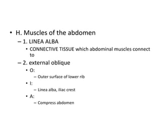 • H. Muscles of the abdomen
– 1. LINEA ALBA
• CONNECTIVE TISSUE which abdominal muscles connect
to
– 2. external oblique
• O:
– Outer surface of lower rib
• I:
– Linea alba, iliac crest
• A:
– Compress abdomen
 
