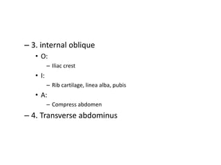 – 3. internal oblique
• O:
– Iliac crest
• I:
– Rib cartilage, linea alba, pubis
• A:
– Compress abdomen
– 4. Transverse abdominus
 