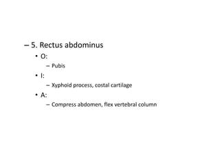 – 5. Rectus abdominus
• O:
– Pubis
• I:
– Xyphoid process, costal cartilage
• A:
– Compress abdomen, flex vertebral column
 