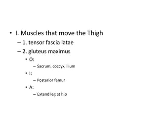 • I. Muscles that move the Thigh
– 1. tensor fascia latae
– 2. gluteus maximus
• O:
– Sacrum, coccyx, ilium
• I:
– Posterior femur
• A:
– Extend leg at hip
 