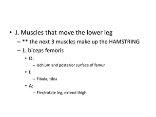 • J. Muscles that move the lower leg
– ** the next 3 muscles make up the HAMSTRING
– 1. biceps femoris
• O:
– Ischium and posterior surface of femur
• I:
– Fibula, tibia
• A:
– Flex/rotate leg, extend thigh
 