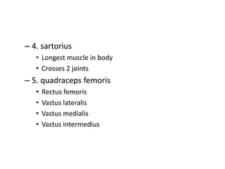 – 4. sartorius
• Longest muscle in body
• Crosses 2 joints
– 5. quadraceps femoris
• Rectus femoris
• Vastus lateralis
• Vastus medialis
• Vastus intermedius
 