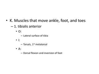 • K. Muscles that move ankle, foot, and toes
– 1. tibialis anterior
• O:
– Lateral surface of tibia
• I:
– Tarsals, 1st metatarsal
• A:
– Dorsal flexion and inversion of foot
 