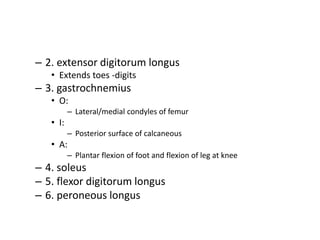 – 2. extensor digitorum longus
• Extends toes -digits
– 3. gastrochnemius
• O:
– Lateral/medial condyles of femur
• I:
– Posterior surface of calcaneous
• A:
– Plantar flexion of foot and flexion of leg at knee
– 4. soleus
– 5. flexor digitorum longus
– 6. peroneous longus
 