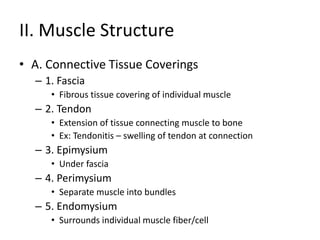 II. Muscle Structure
• A. Connective Tissue Coverings
– 1. Fascia
• Fibrous tissue covering of individual muscle
– 2. Tendon
• Extension of tissue connecting muscle to bone
• Ex: Tendonitis – swelling of tendon at connection
– 3. Epimysium
• Under fascia
– 4. Perimysium
• Separate muscle into bundles
– 5. Endomysium
• Surrounds individual muscle fiber/cell
 