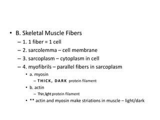 • B. Skeletal Muscle Fibers
– 1. 1 fiber = 1 cell
– 2. sarcolemma – cell membrane
– 3. sarcoplasm – cytoplasm in cell
– 4. myofibrils – parallel fibers in sarcoplasm
• a. myosin
– T H I C K , DA R K protein filament
• b. actin
– Thin,lightprotein filament
• ** actin and myosin make striations in muscle – light/dark
 
