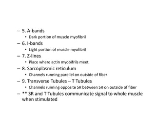 – 5. A-bands
• Dark portion of muscle myofibril
– 6. I-bands
• Light portion of muscle myofibril
– 7. Z-lines
• Place where actin myobifrils meet
– 8. Sarcoplasmic reticulum
• Channels running parellel on outside of fiber
– 9. Transverse Tubules – T Tubules
• Channels running opposite SR between SR on outside of fiber
– ** SR and T Tubules communicate signal to whole muscle
when stimulated
 