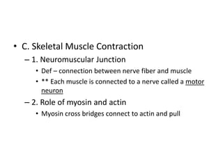• C. Skeletal Muscle Contraction
– 1. Neuromuscular Junction
• Def – connection between nerve fiber and muscle
• ** Each muscle is connected to a nerve called a motor
neuron
– 2. Role of myosin and actin
• Myosin cross bridges connect to actin and pull
 