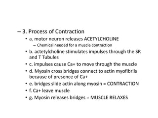 – 3. Process of Contraction
• a. motor neuron releases ACETYLCHOLINE
– Chemical needed for a muscle contraction
• b. actetylcholine stimulates impulses through the SR
and T Tubules
• c. impulses cause Ca+ to move through the muscle
• d. Myosin cross bridges connect to actin myofibrils
because of presence of Ca+
• e. bridges slide actin along myosin = CONTRACTION
• f. Ca+ leave muscle
• g. Myosin releases bridges = MUSCLE RELAXES
 