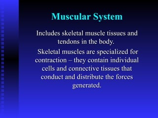 Muscular System Includes skeletal muscle tissues and tendons in the body.  Skeletal muscles are specialized for contraction – they contain individual cells and connective tissues that conduct and distribute the forces generated. 