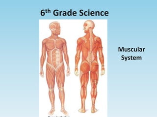 6th Grade Science Muscular System 