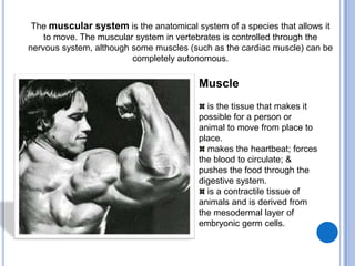 The muscular system is the anatomical system of a species that allows it to move. The muscular system in vertebrates is controlled through the nervous system, although some muscles (such as the cardiac muscle) can be completely autonomous.Muscle is the tissue that makes it possible for a person or animal to move from place to place.makes the heartbeat; forces the blood to circulate; & pushes the food through the digestive system. is a contractile tissue of animals and is derived from the mesodermal layer of embryonic germ cells.