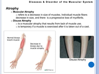 the muscles contract slowly & rhythmically to move the food along for digestion.