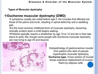 they have striations like the skeletal but they cannot be controlled voluntarily like the smooth muscle.Diseases & Disorder of the Muscular SystemAtrophyMuscular Atrophy