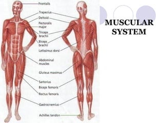 MUSCULAR SYSTEM 